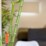Bambu Vegueta Alquiler Por アパート