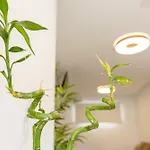 Bambu Vegueta Alquiler Por アパート *
