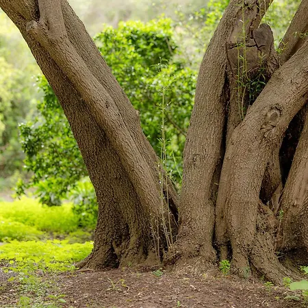 Bambu Vegueta Alquiler Por لاس بالماس دي غران كاناريا