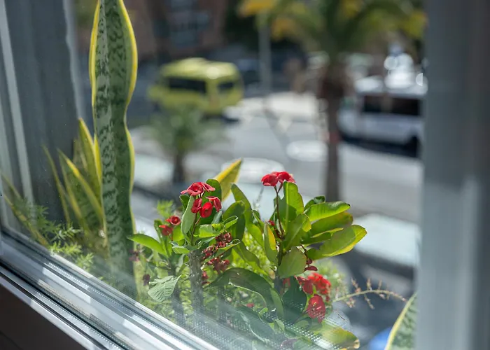 Lejlighed Bambu Vegueta Alquiler Por *