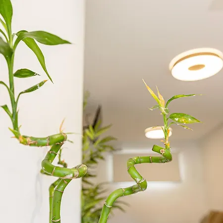 Bambu Vegueta Alquiler Por Lägenhet *