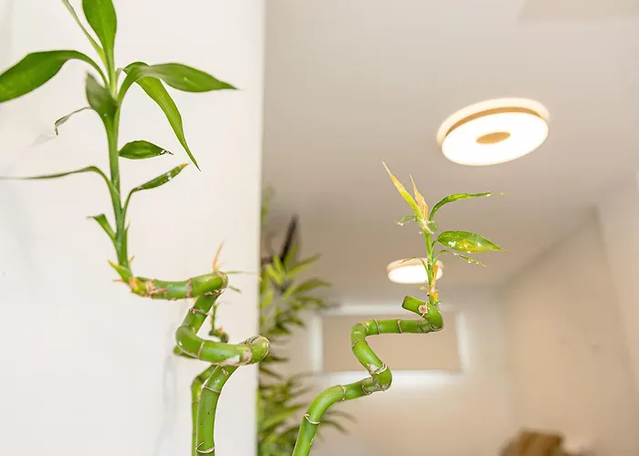 Bambu Vegueta Alquiler Por Apartament *